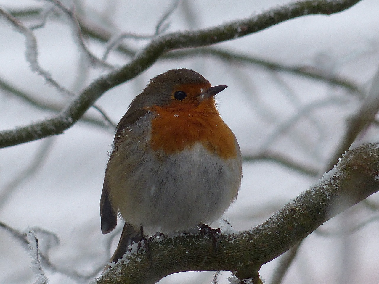 robin bird nature free photo