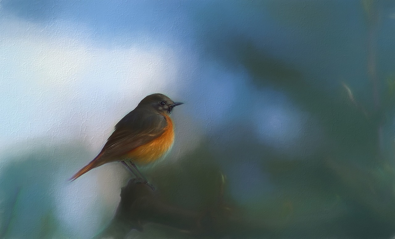 robin red robin painting free photo