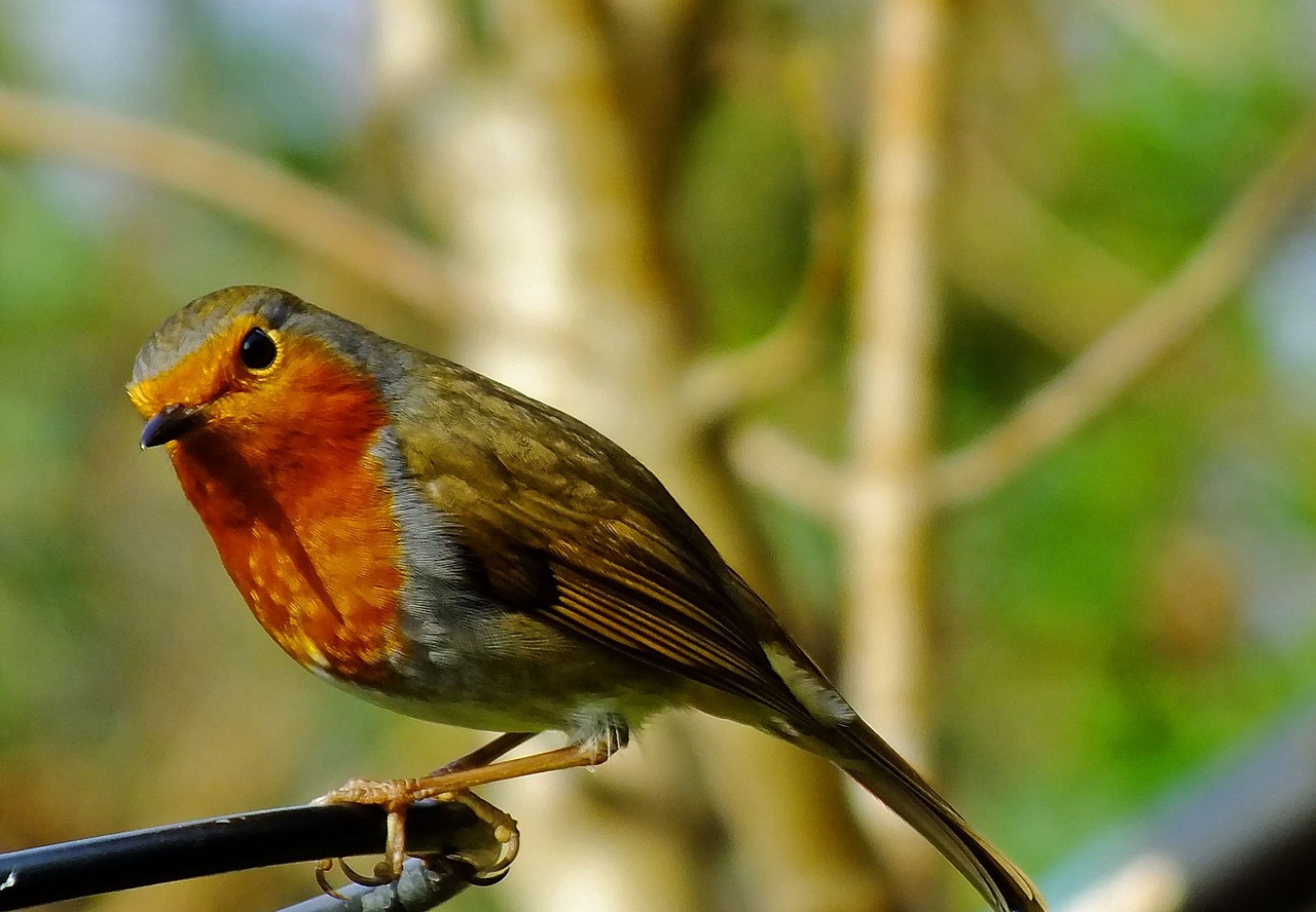 robin bird perched free photo