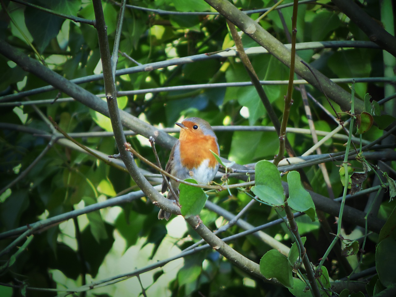 robin leaves ivy free photo