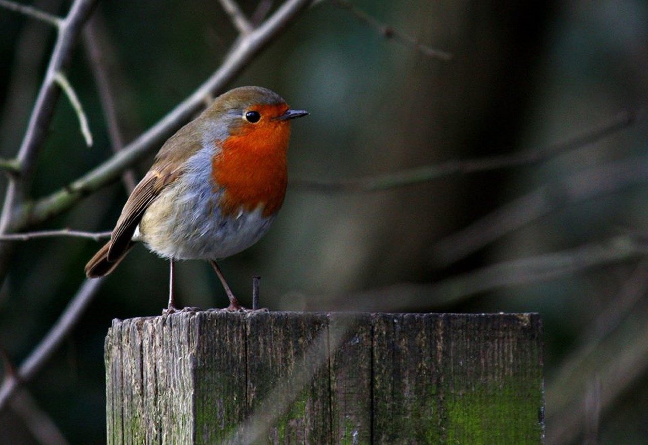 robin bird na free photo