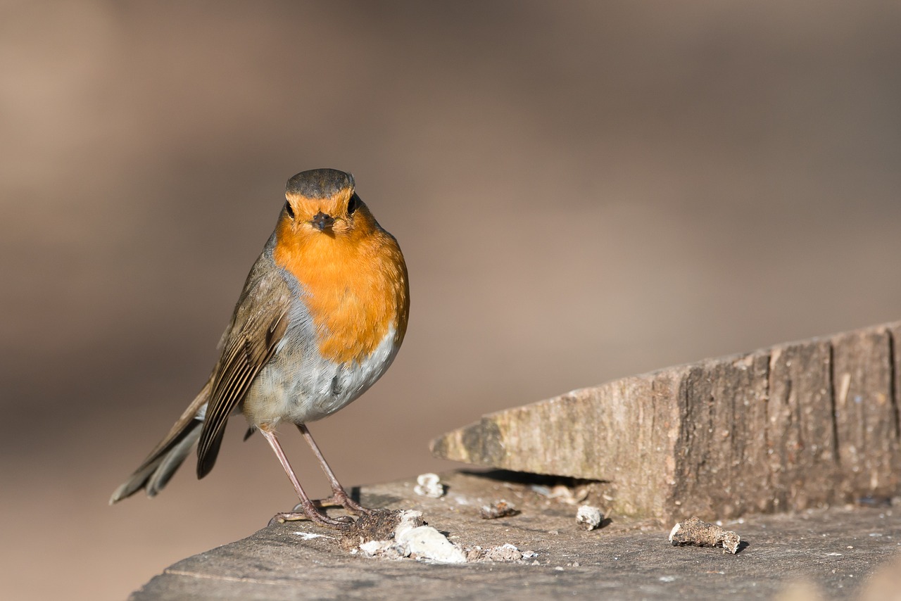 robin bird erithacus rubecula free photo