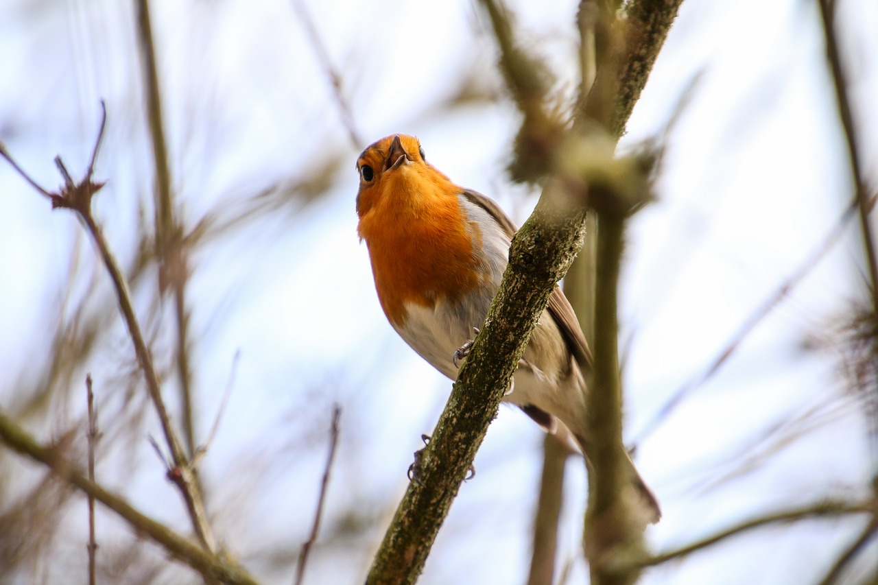 robin rotbrüstchen bird free photo