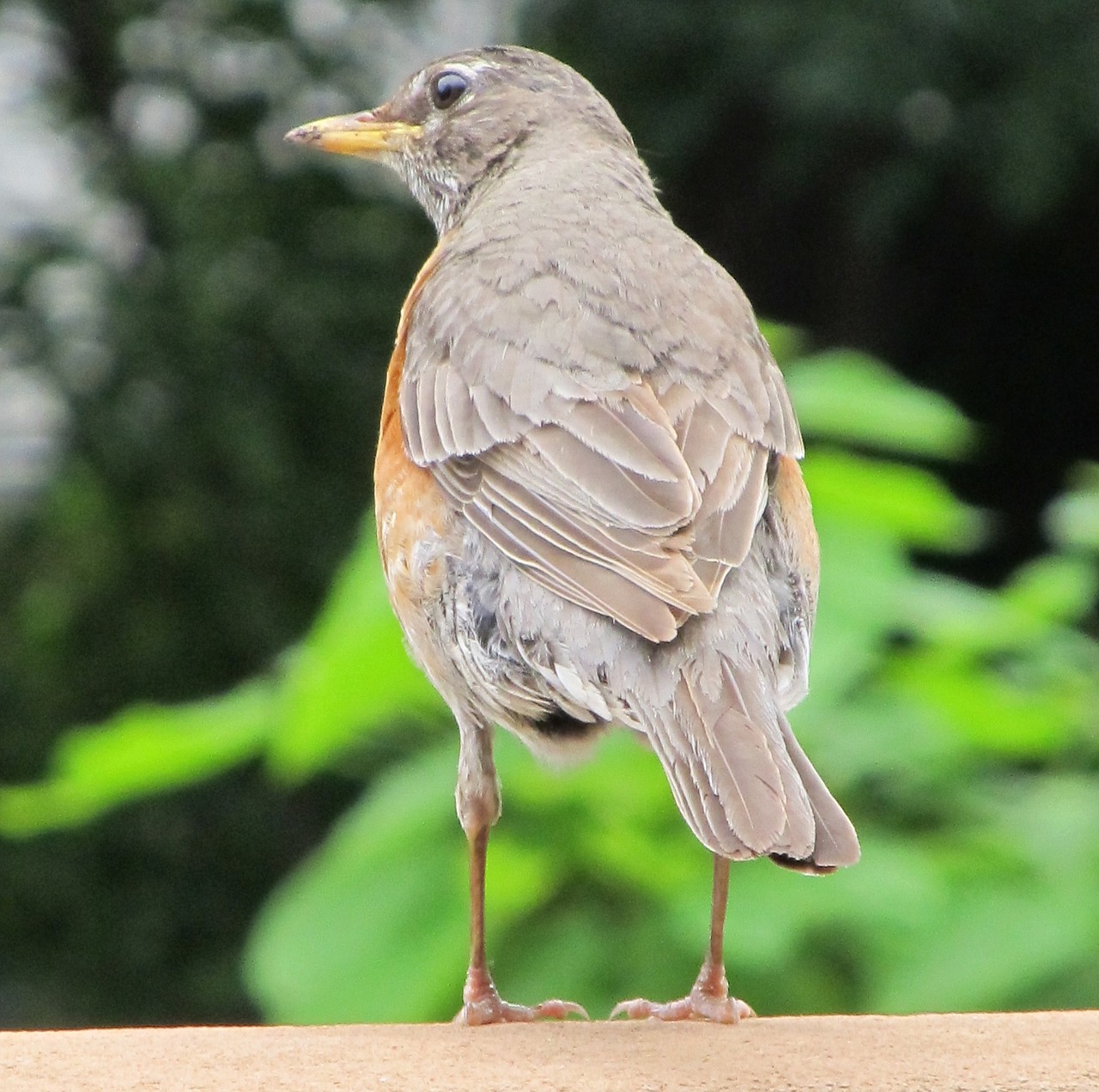 robin portrait bird free photo