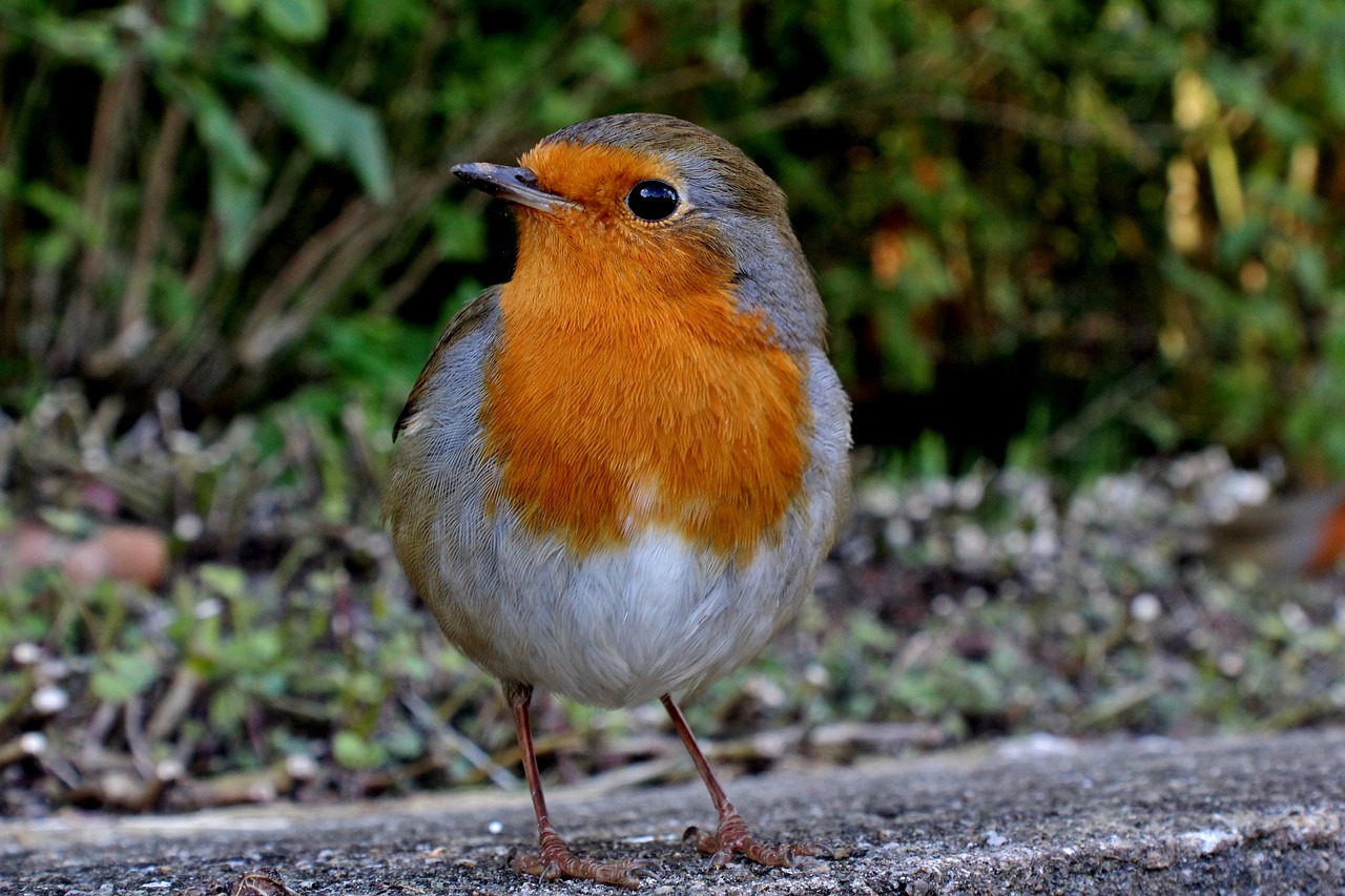 robin wildlife bird free photo