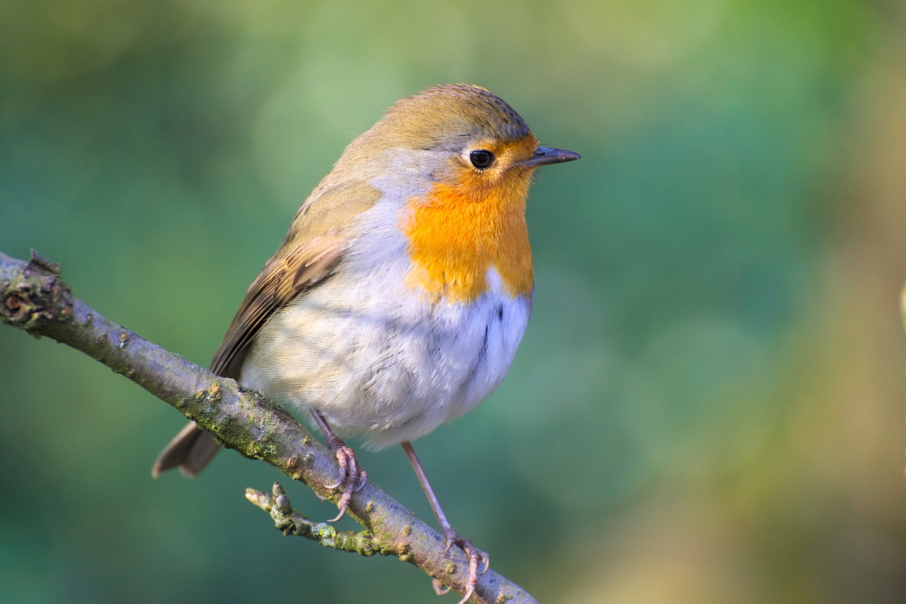 robin bird garden free photo