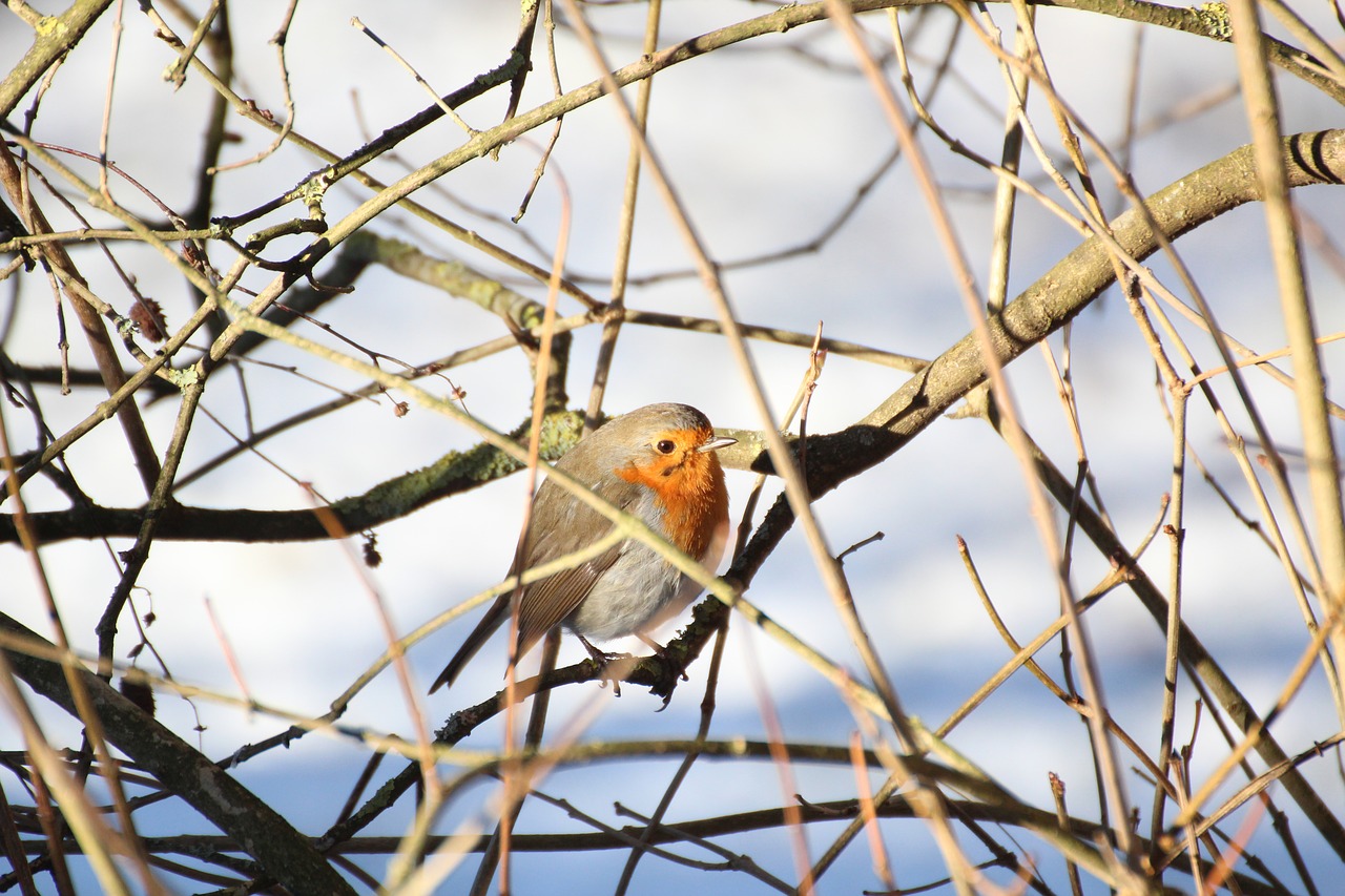 robin bird winter free photo