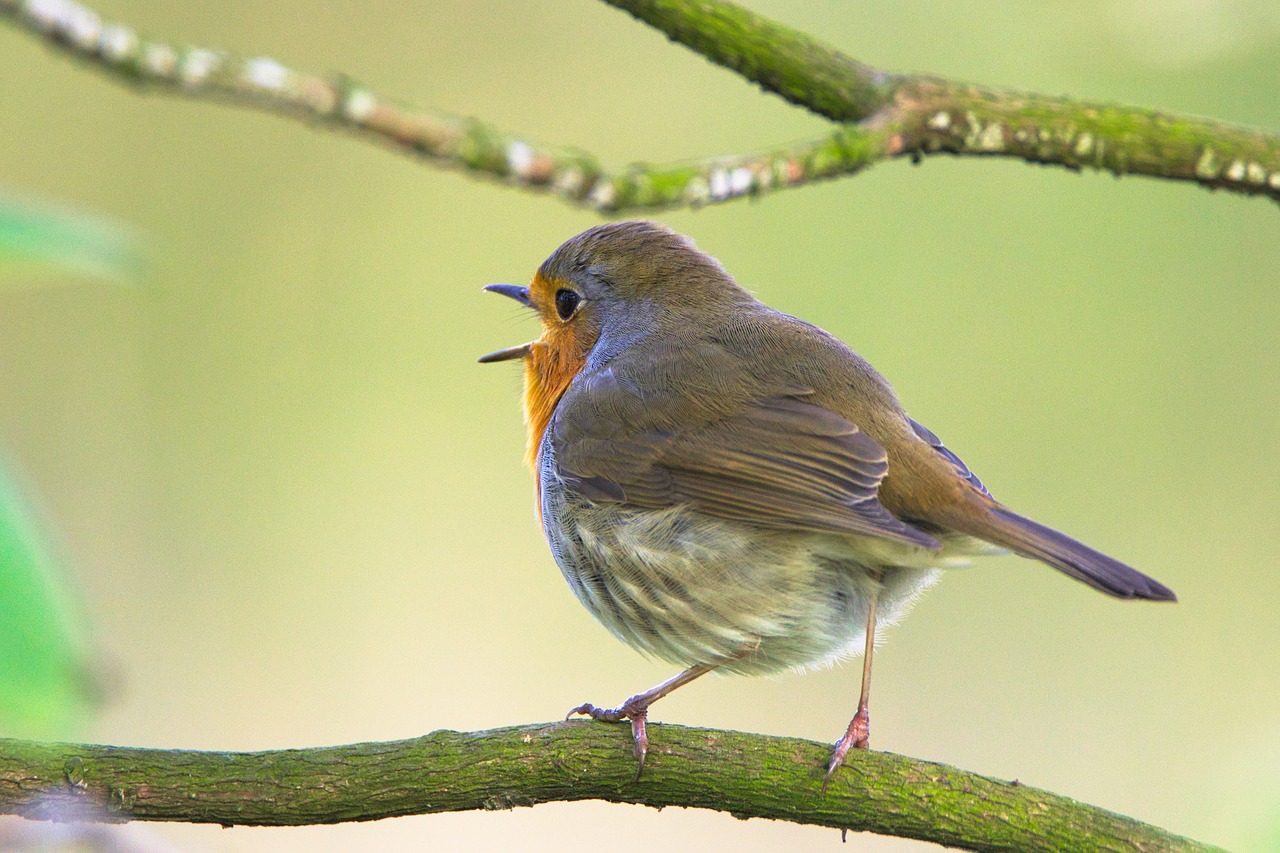 robin sings bird free photo