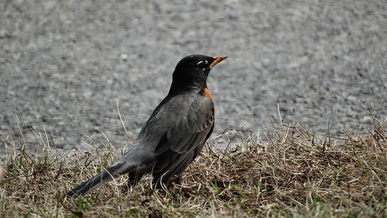 robin bird standing free photo