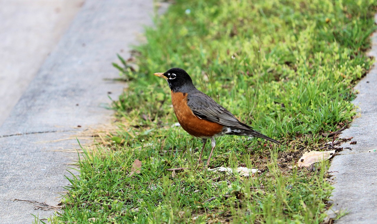 robin spring bird free photo