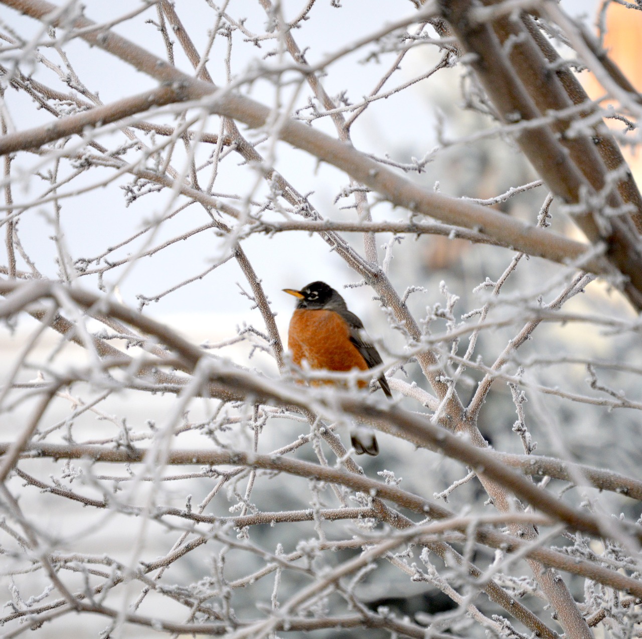 robin bird winter free photo