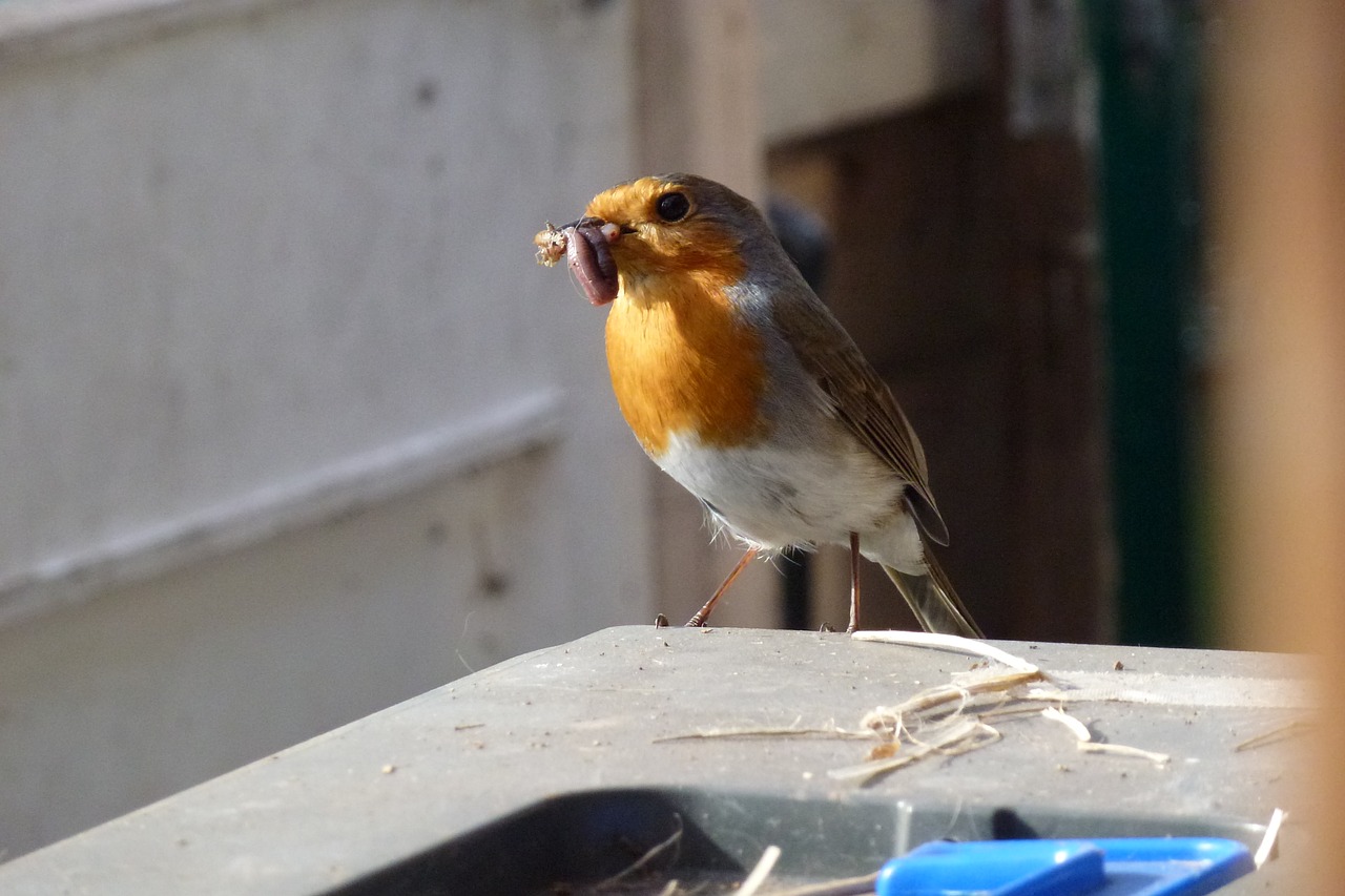 robin feeding time nesting free photo