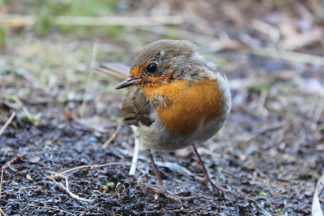 robin bird spring free photo