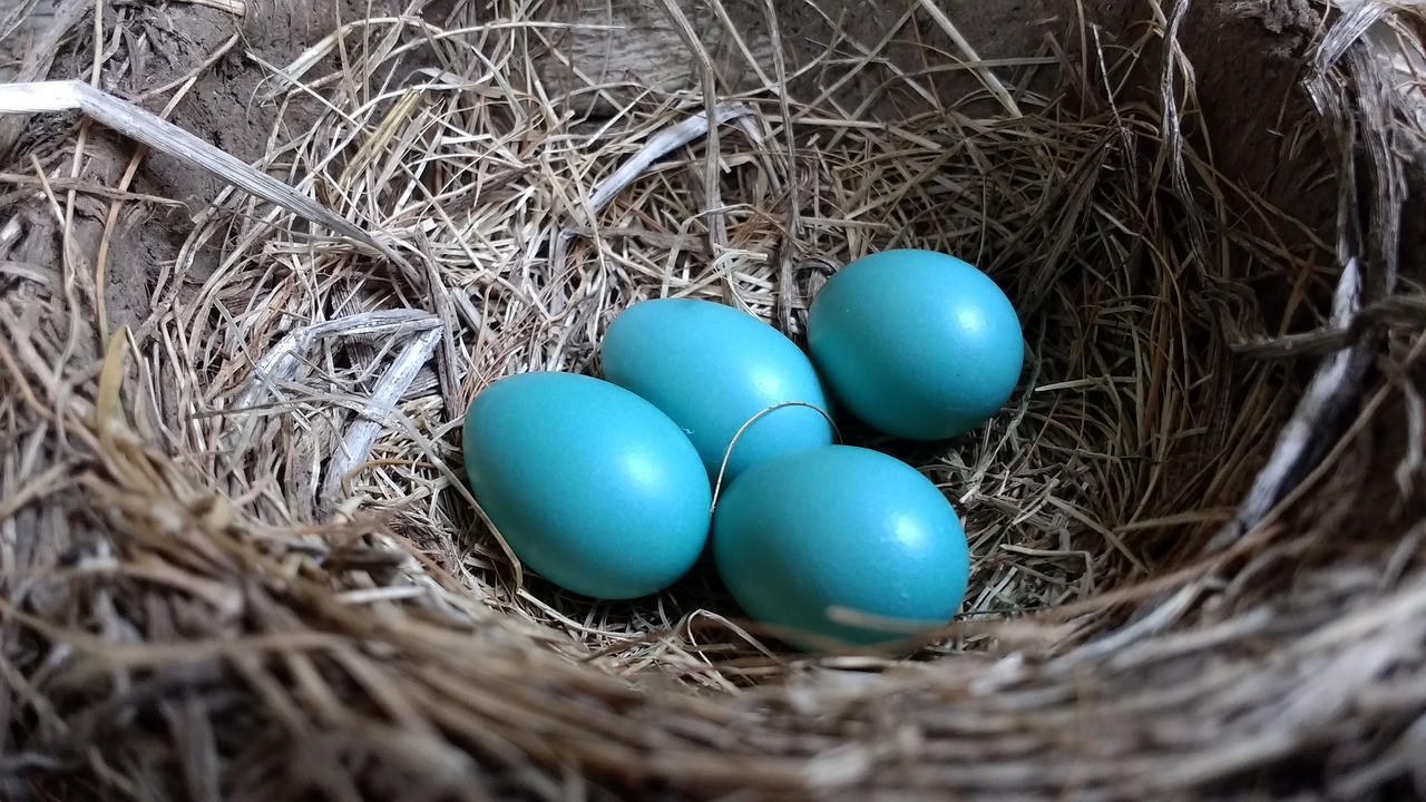 robin robin eggs nest free photo