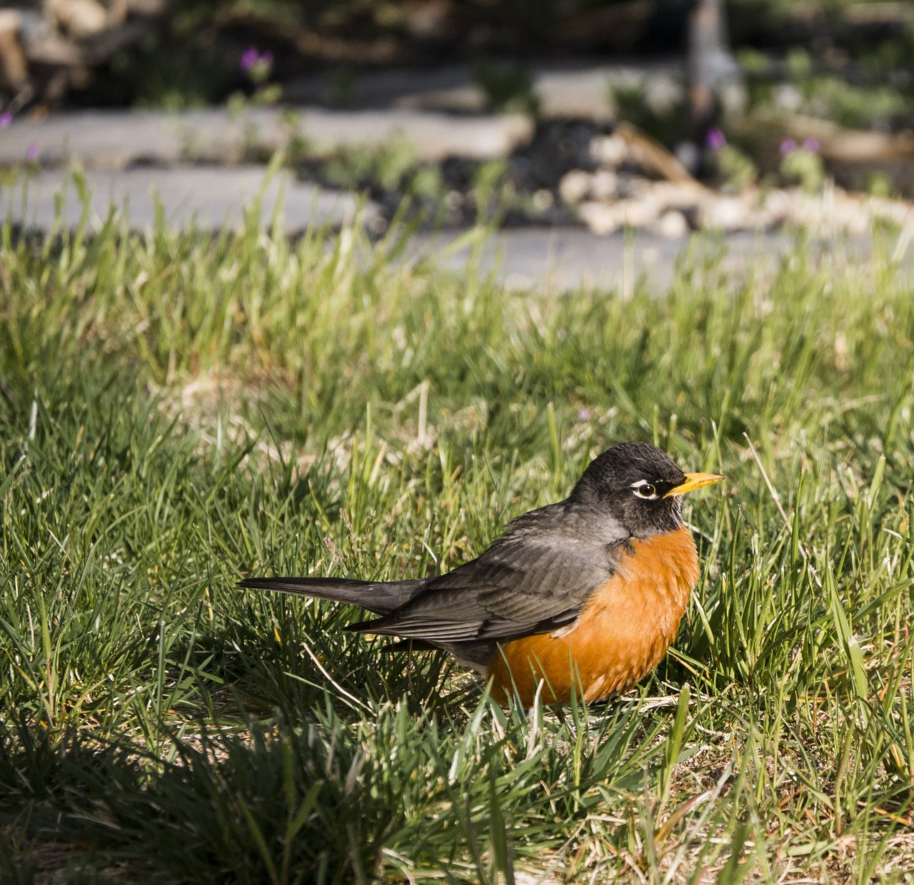 robin bird nature free photo