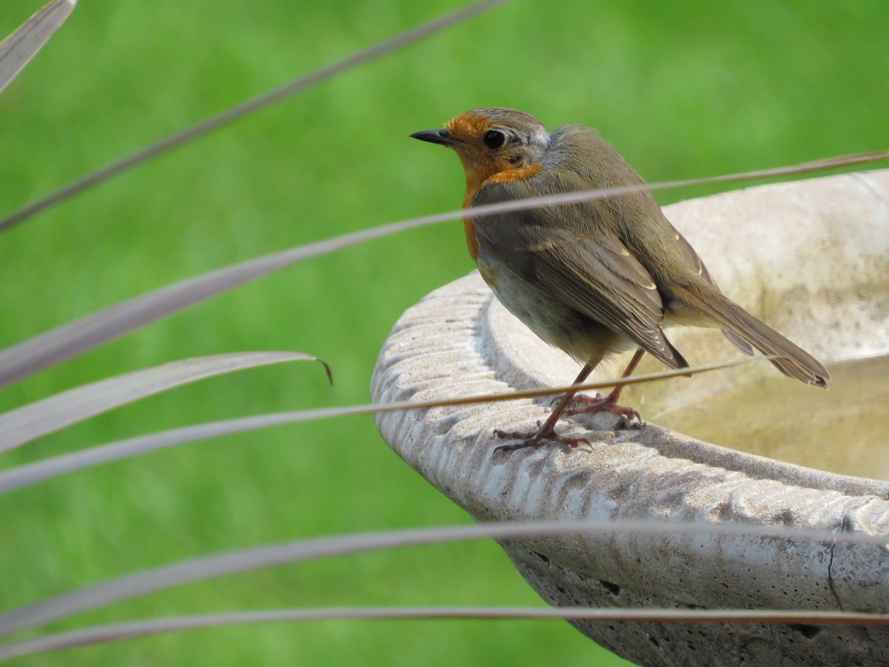 robin bird garden free photo