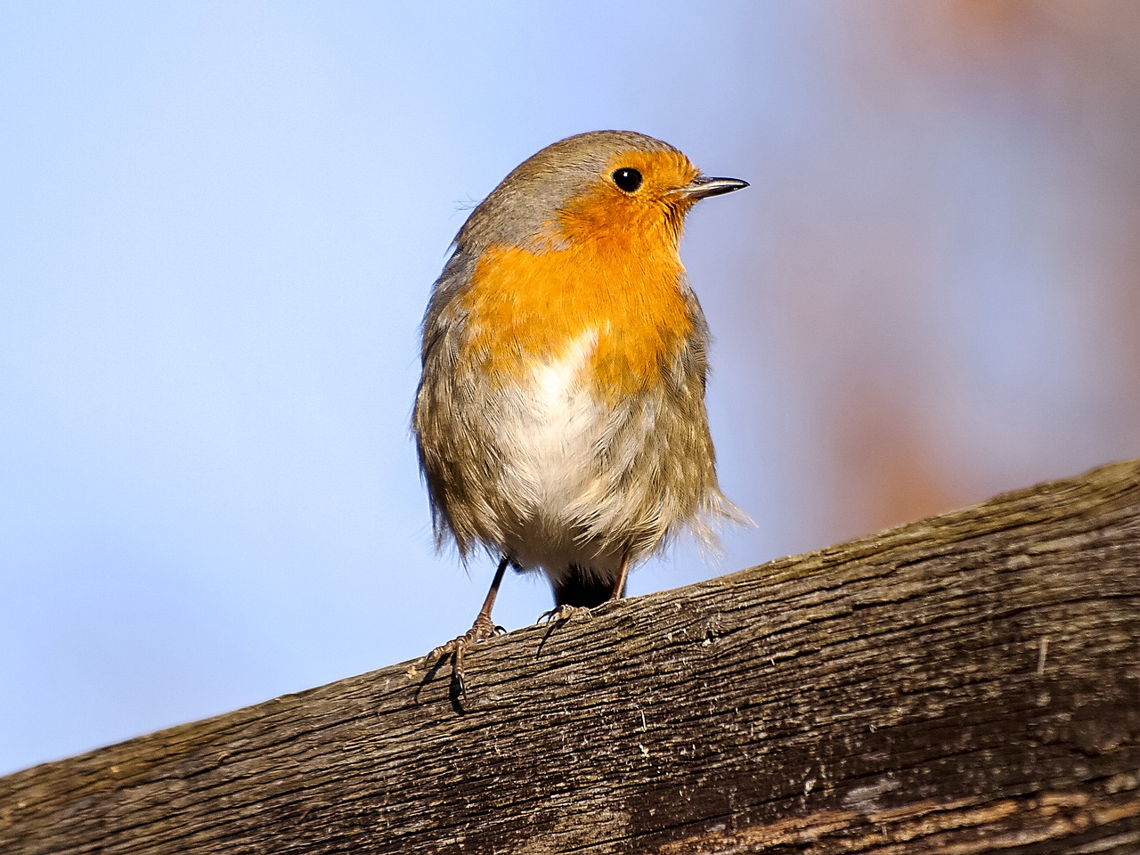 robin bird songbird free photo