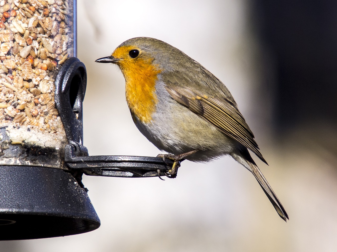 robin songbird bird free photo