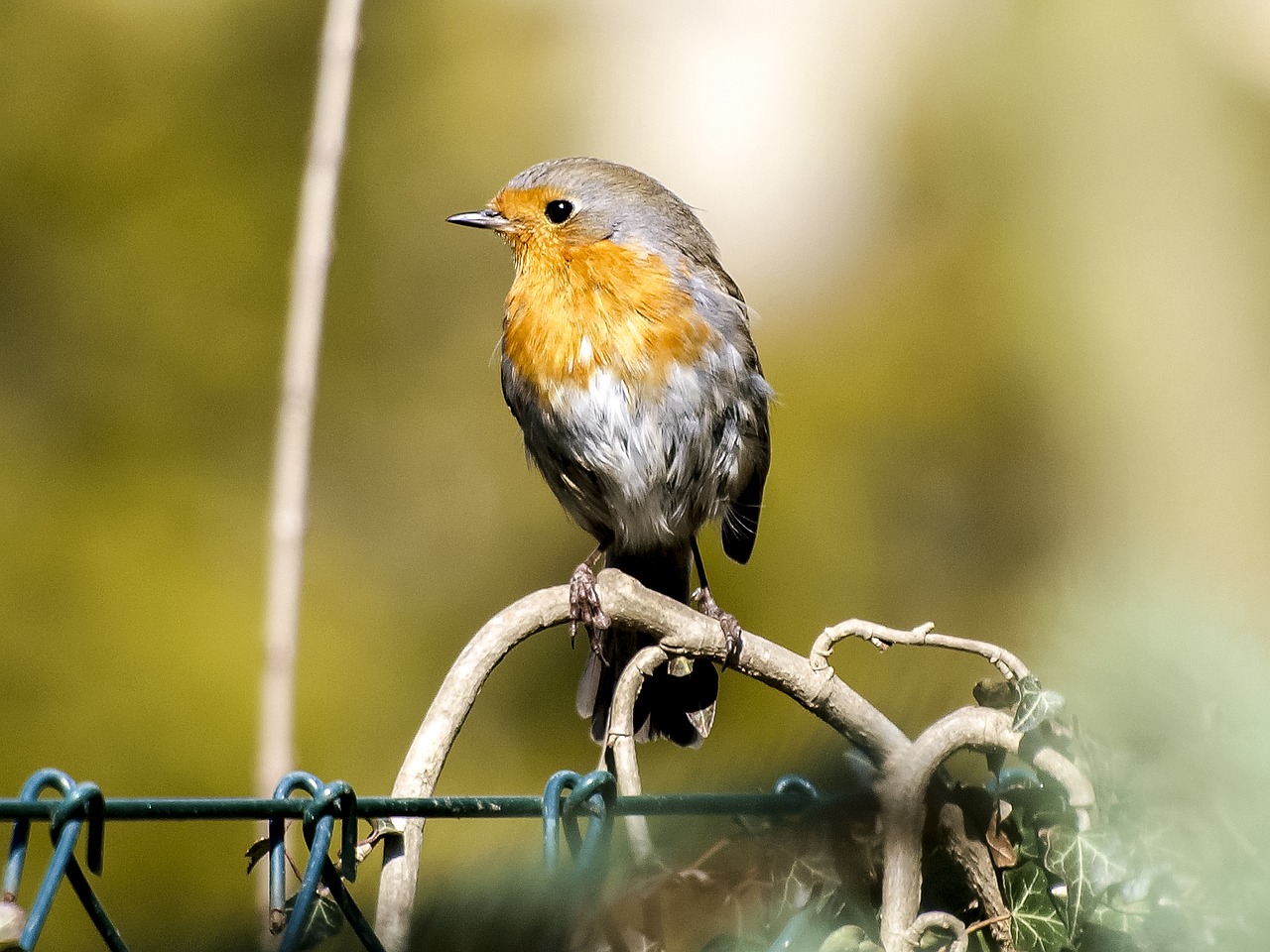 robin bird songbird free photo