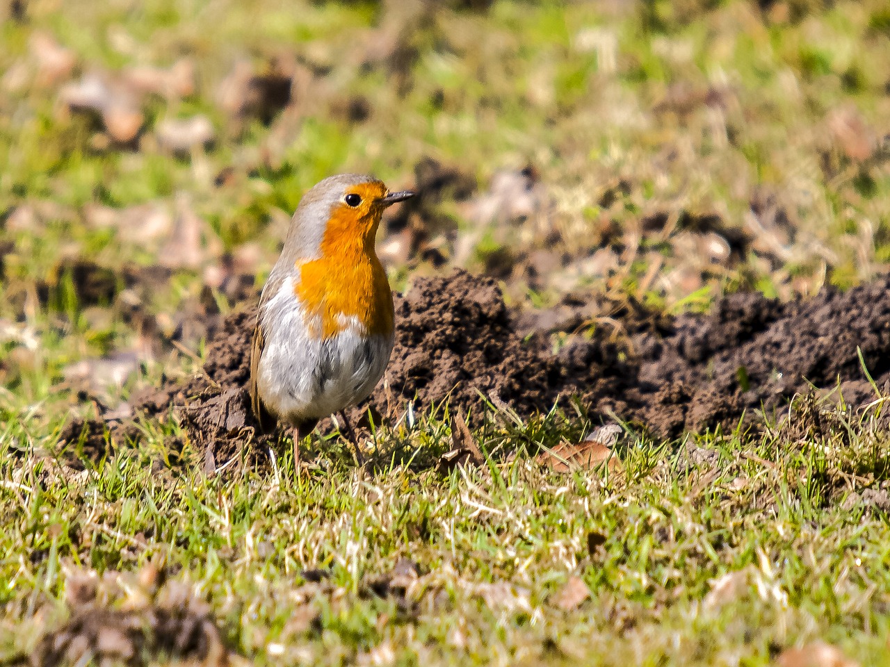 robin bird songbird free photo