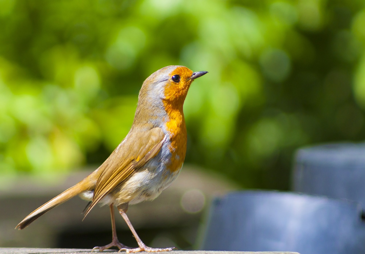 robin redbreast bird free photo