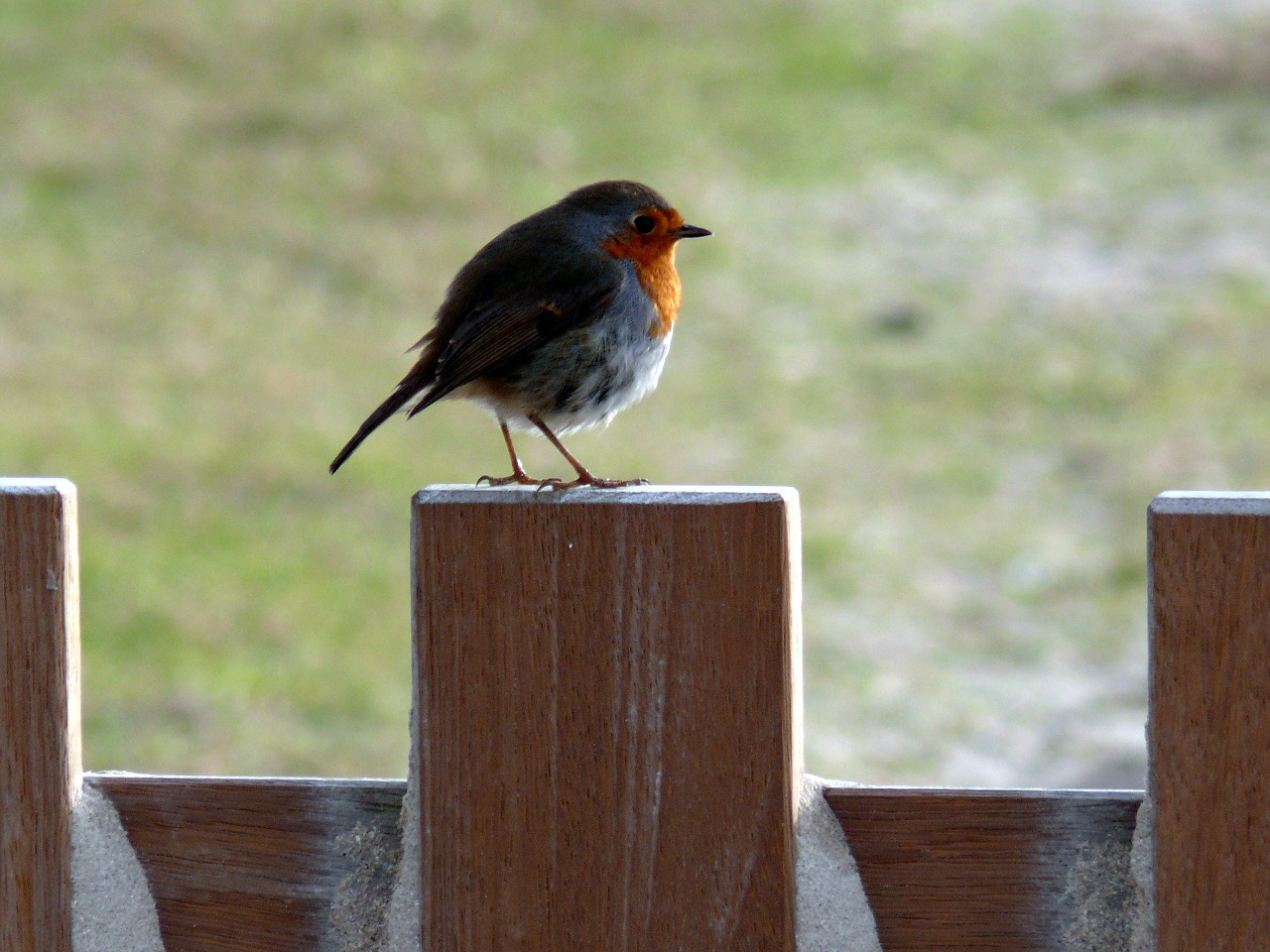 robin spring bird free photo