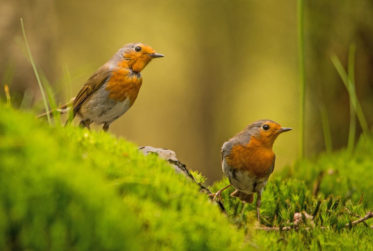 robin bird nature free photo