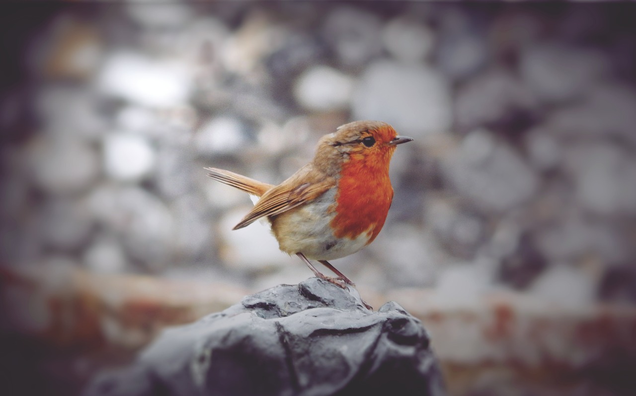 robin bird spring free photo