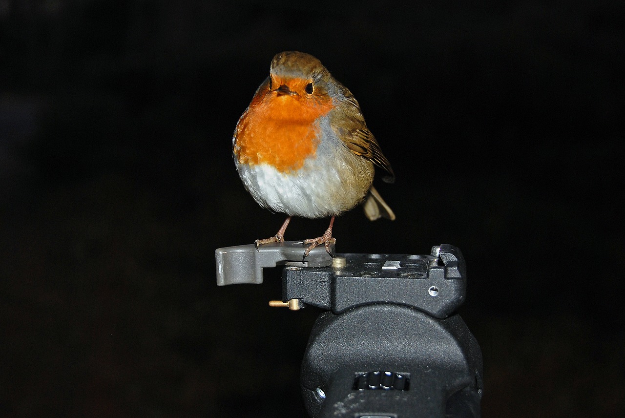 robin bird tripod free photo