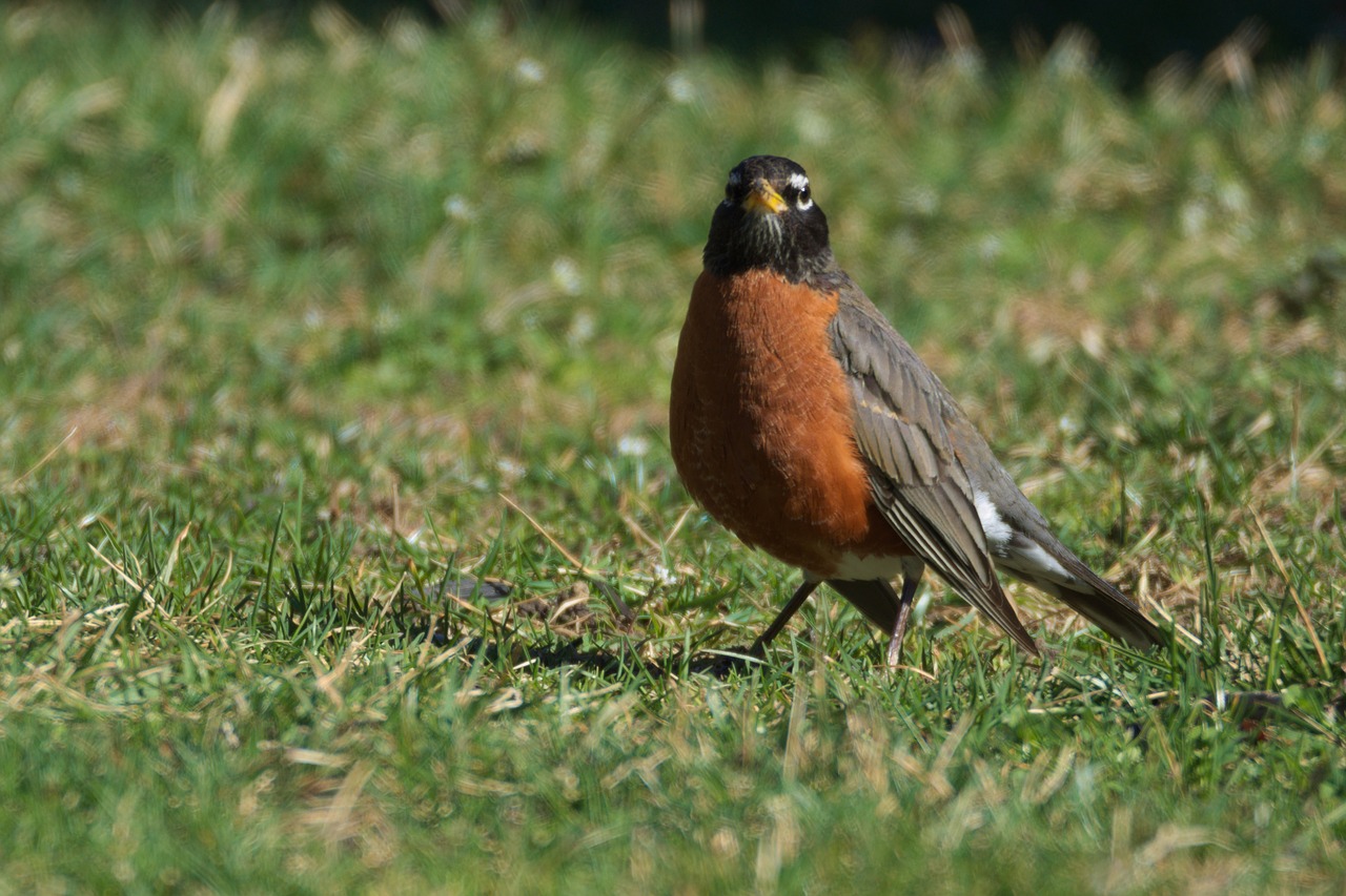 robin bird birding free photo