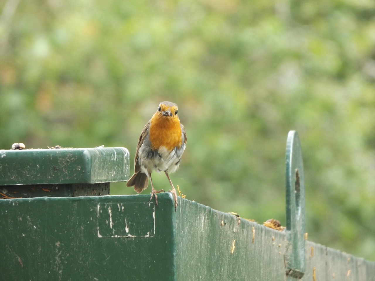 robin bird wildlife free photo
