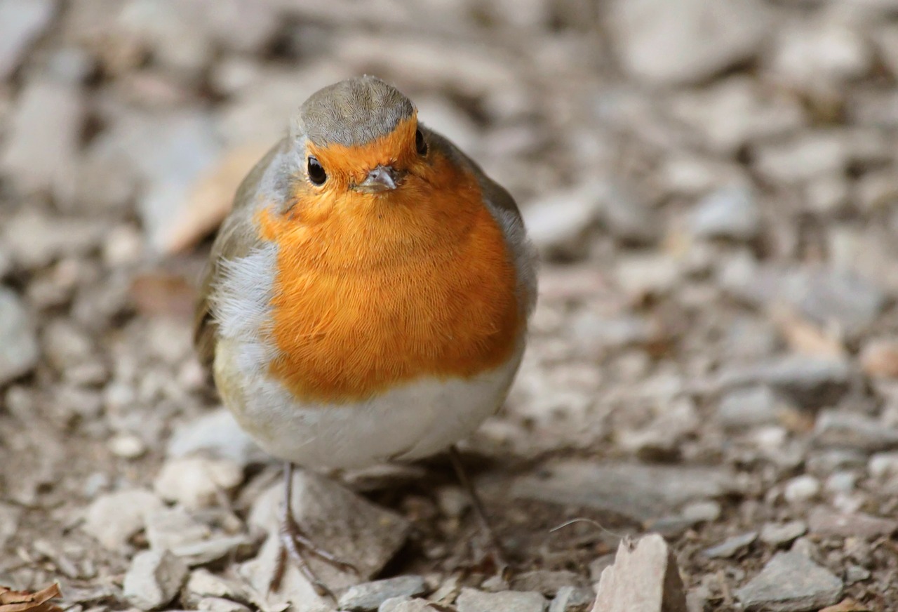 robin bird animal free photo