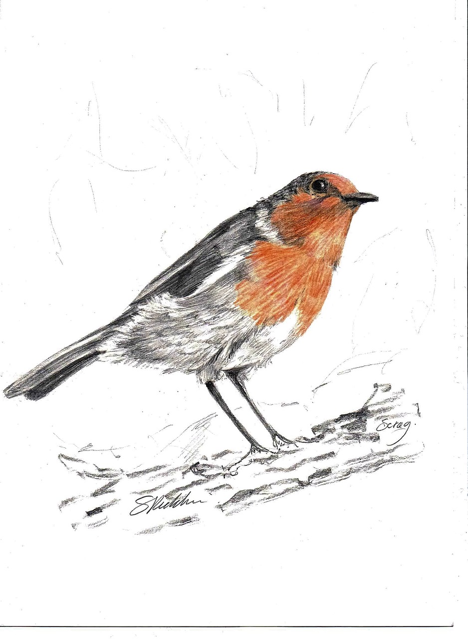 robin bird drawing free photo