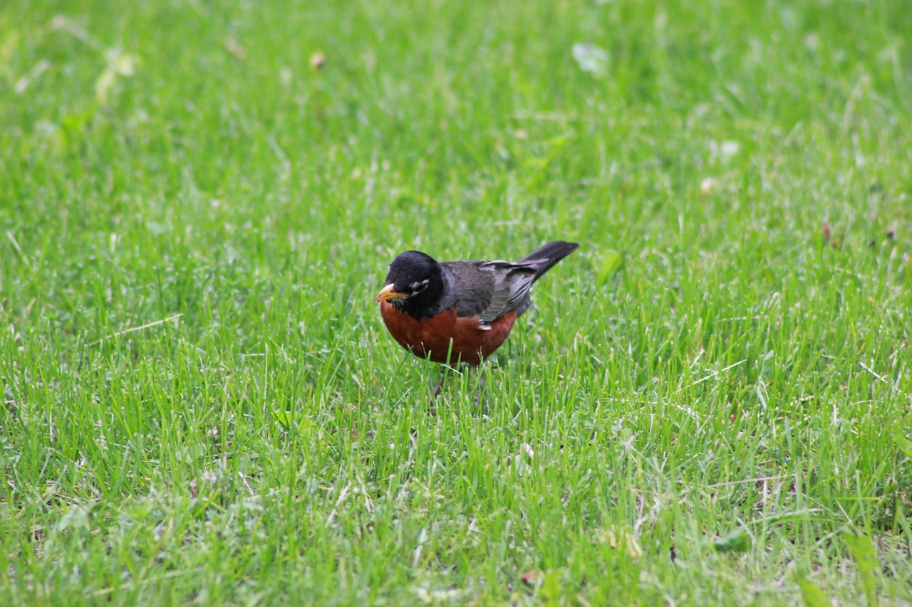 robin lunch bird free photo
