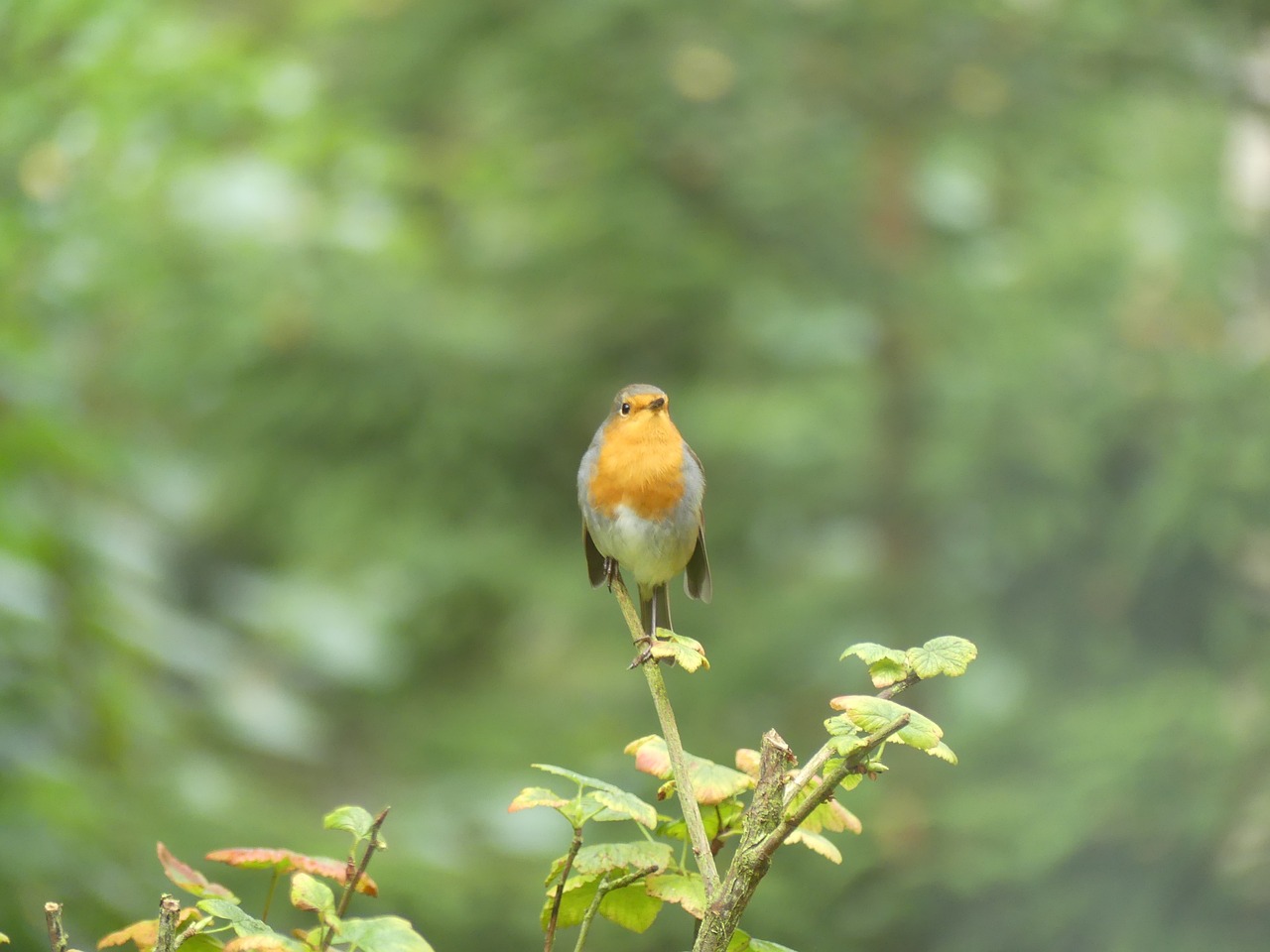 robin sings forest free photo