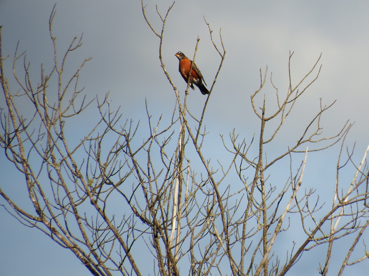 robin redbreast bird free photo