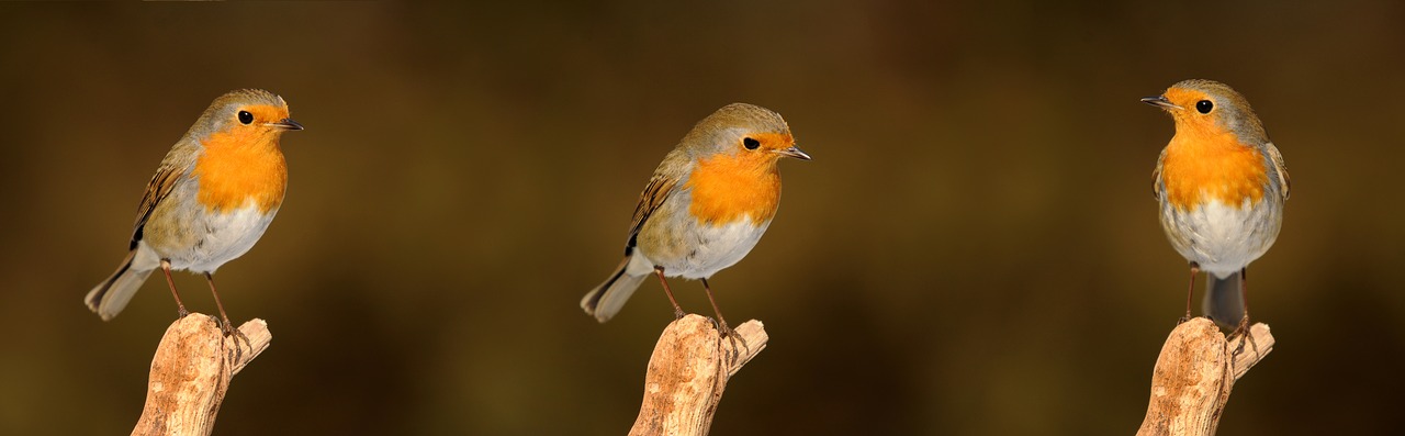 robin bird garden free photo