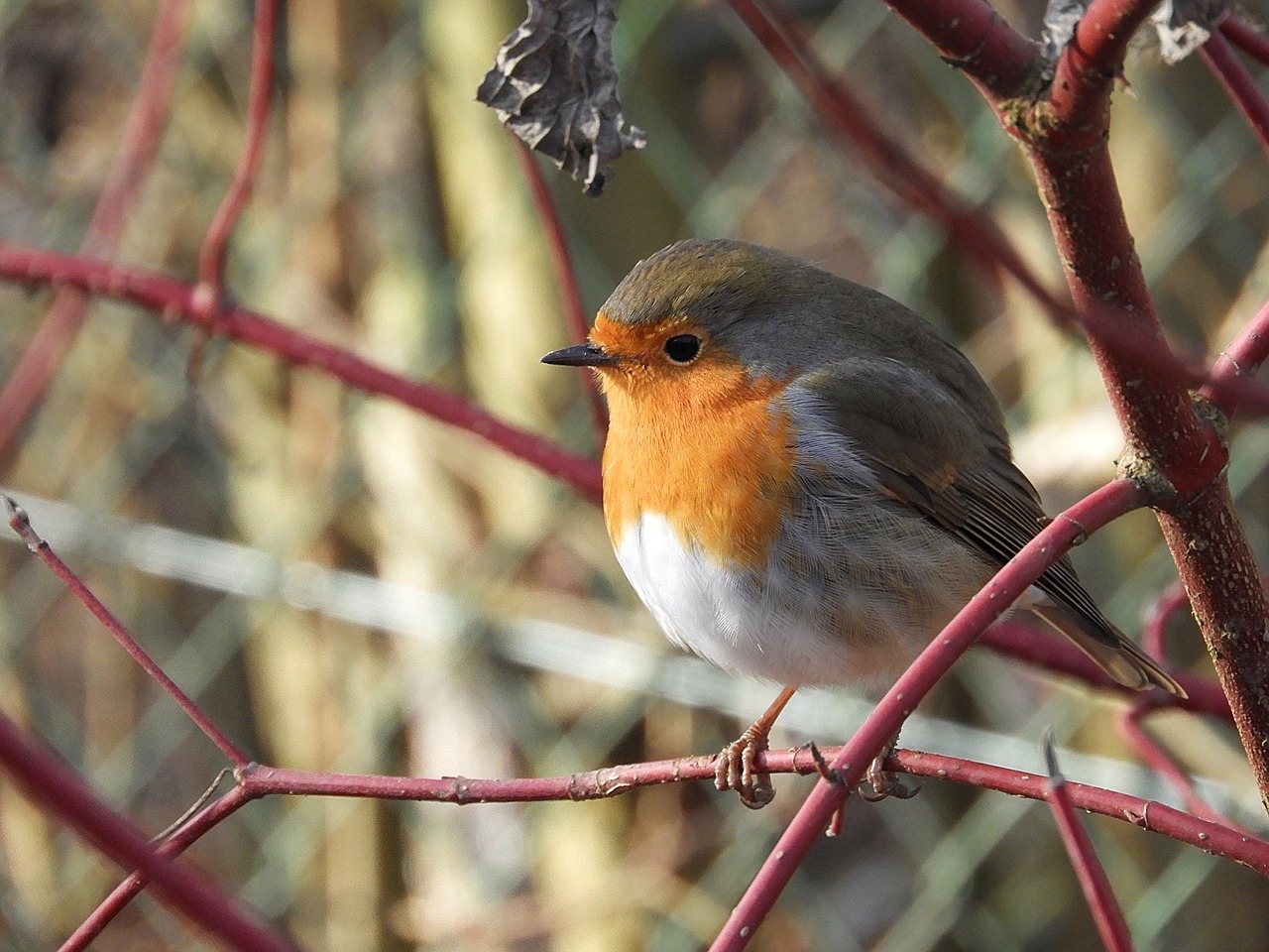 robin bird feathers free photo