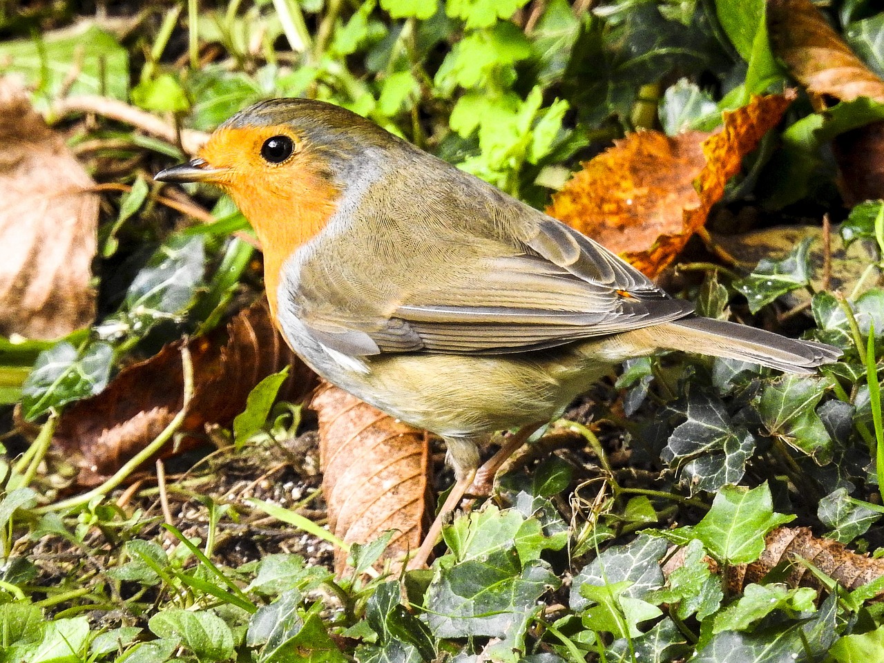 robin bird songbird free photo