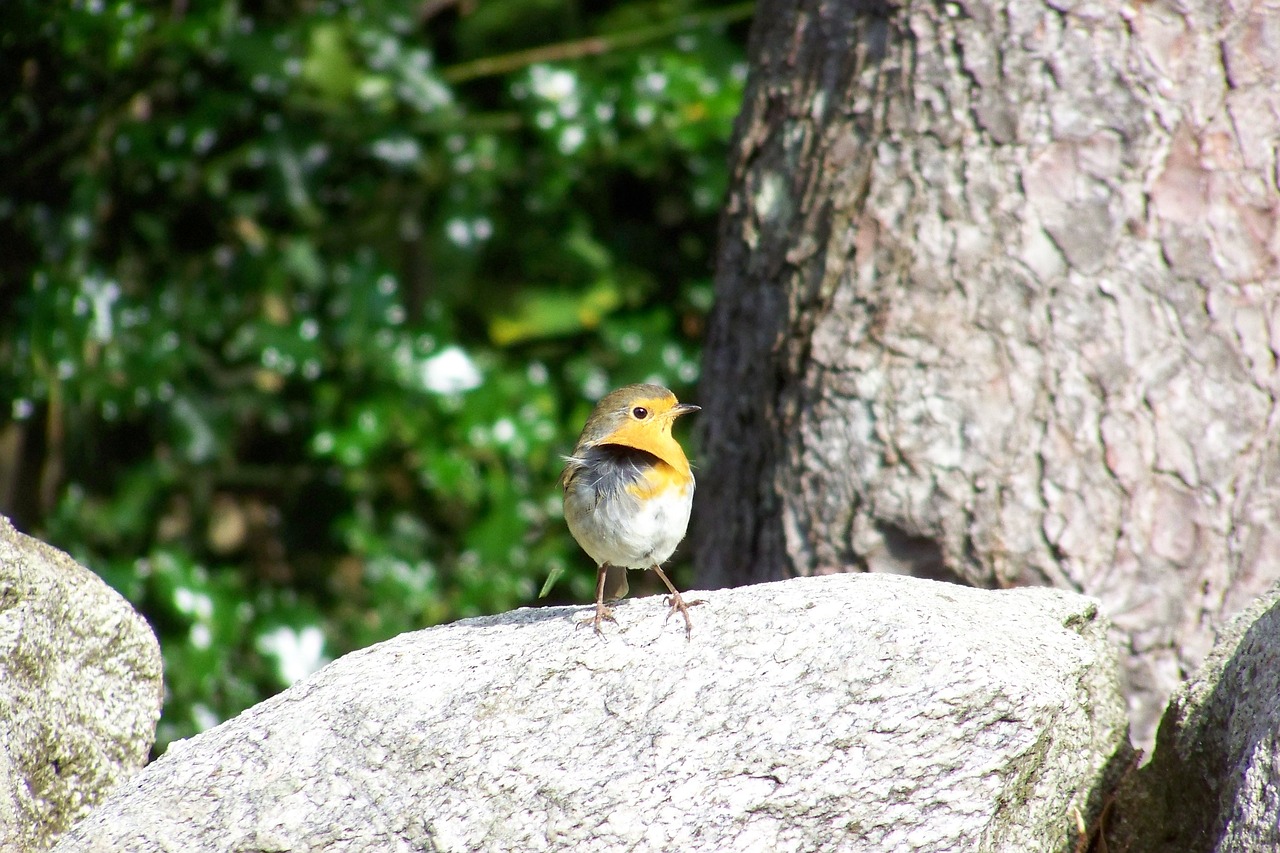 robin bird songbird free photo