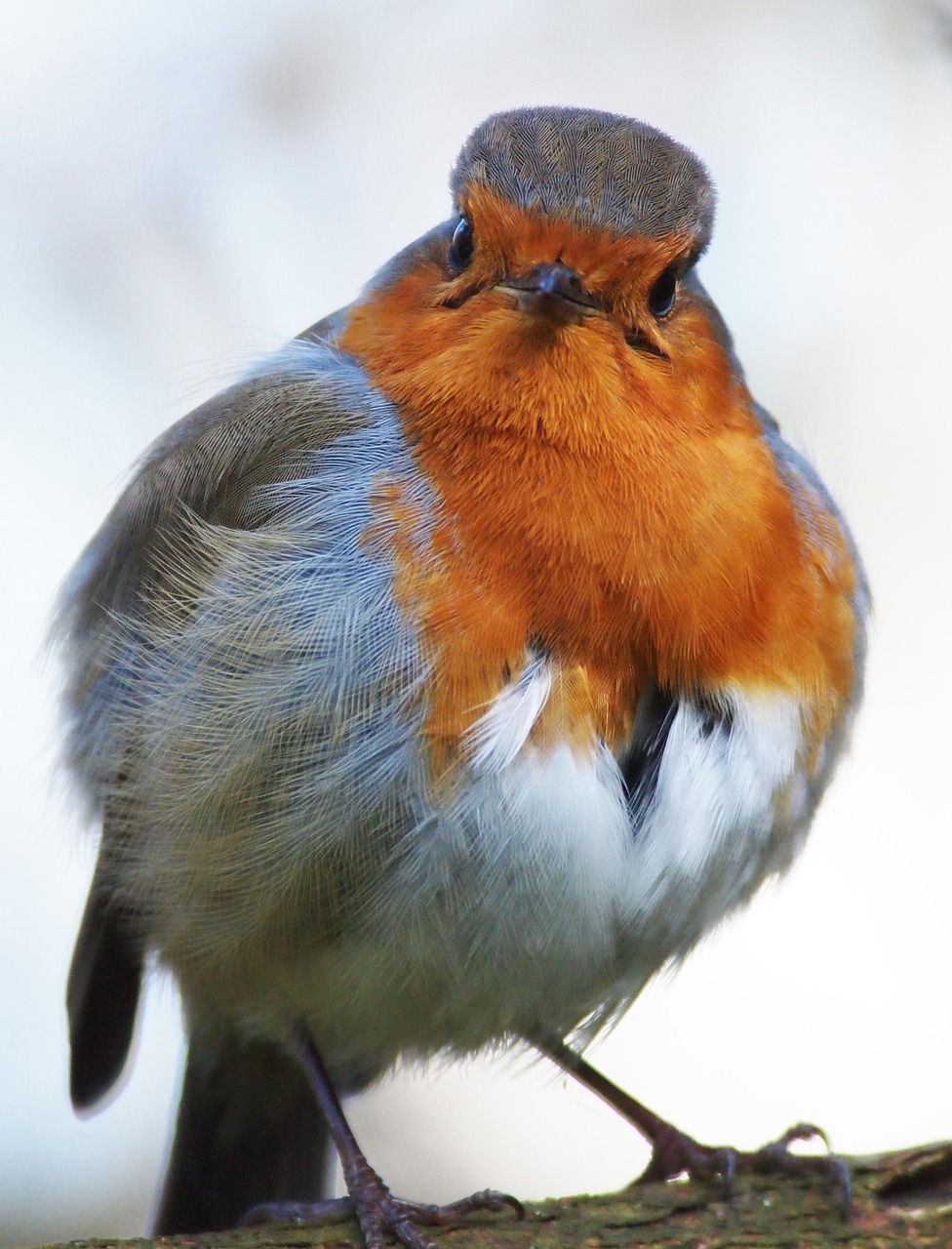 robin grumpy fluffed free photo
