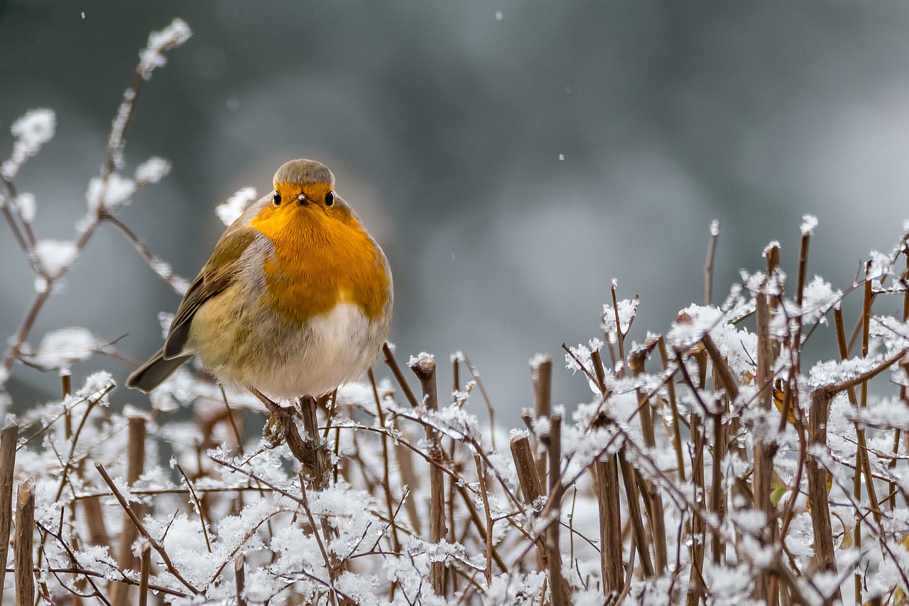 robin winter songbird free photo