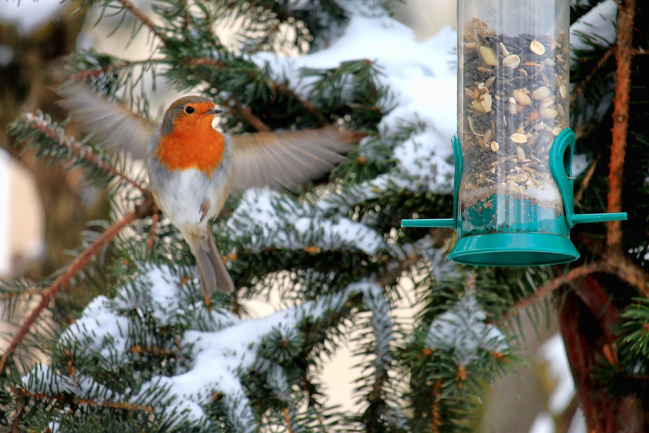 robin winter snow free photo