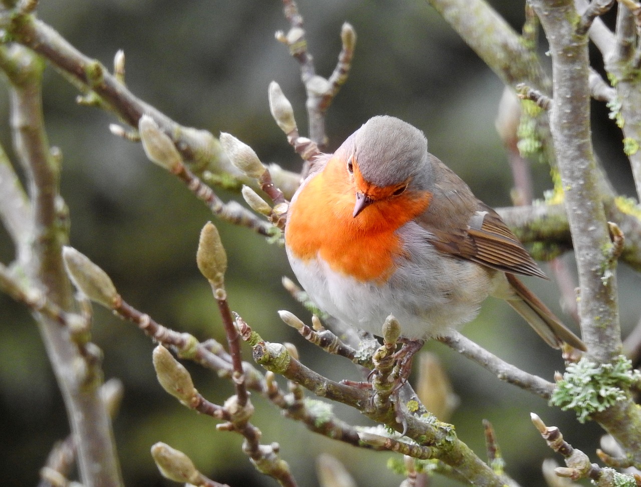 robin bird on branch free photo