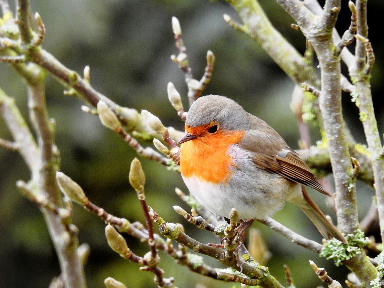 robin bird on branch free photo