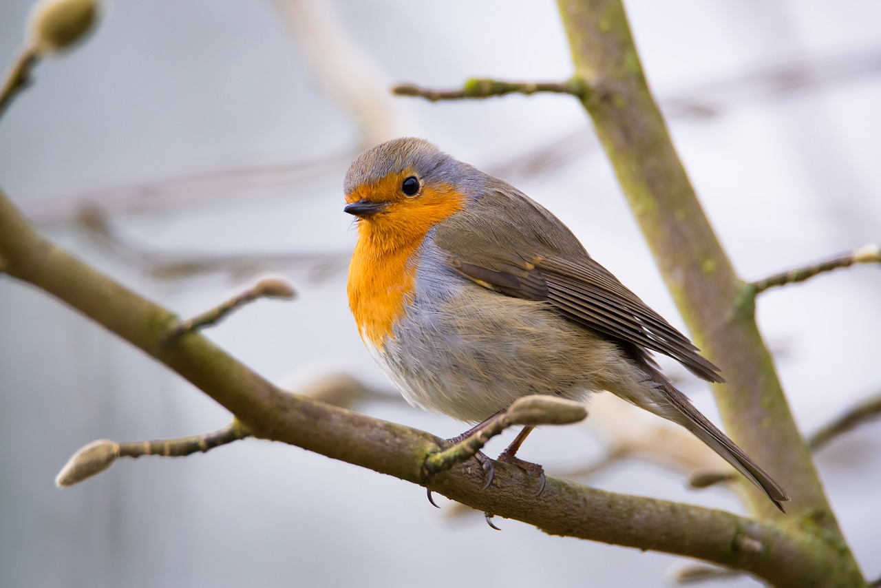 robin bird nature free photo