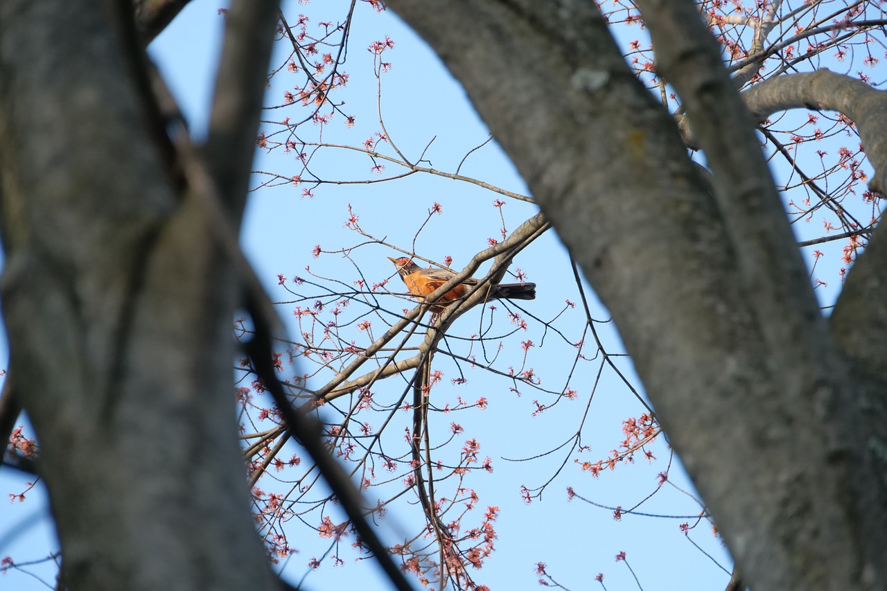 robin  bird  spring free photo