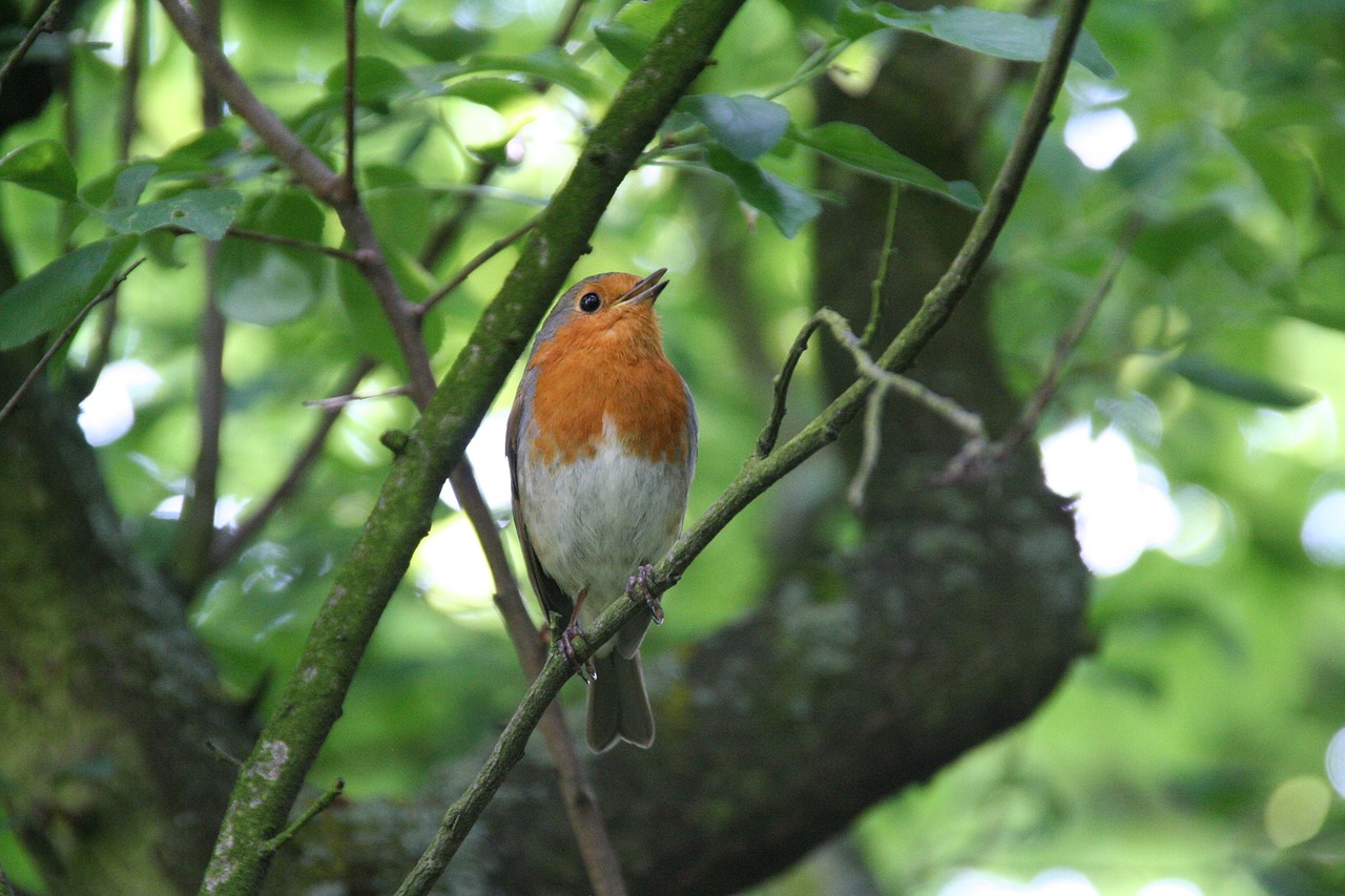 robin  songbird  bird free photo