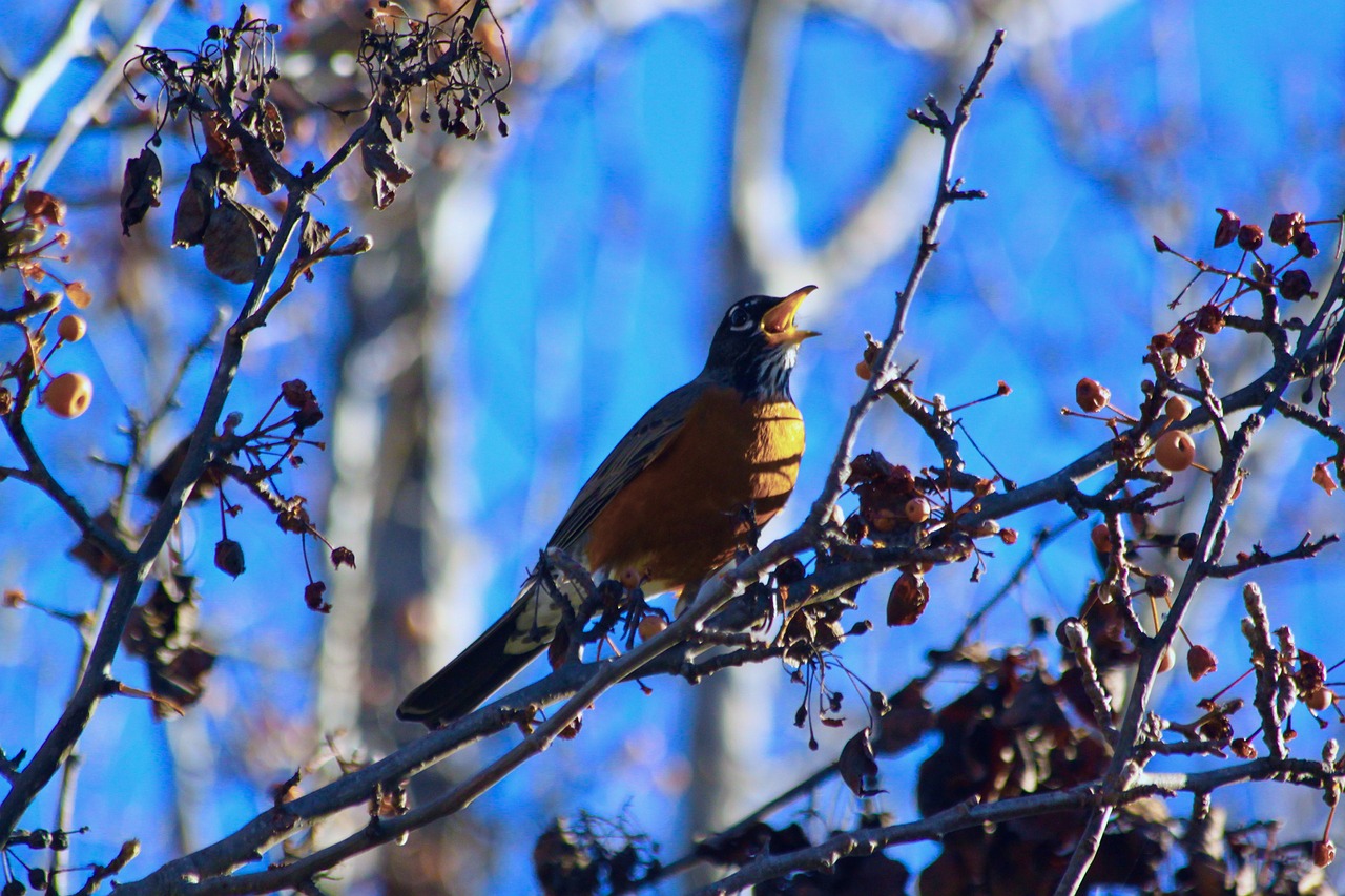 robin  tree  nature free photo