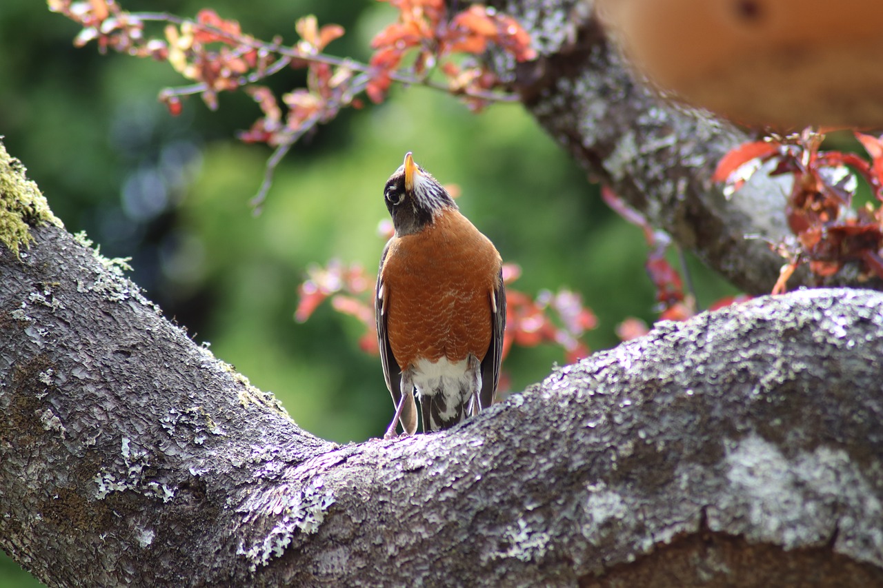 robin  bird  nature free photo